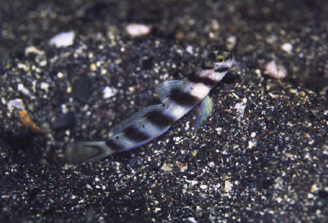 Amblyeleotris diagonalis